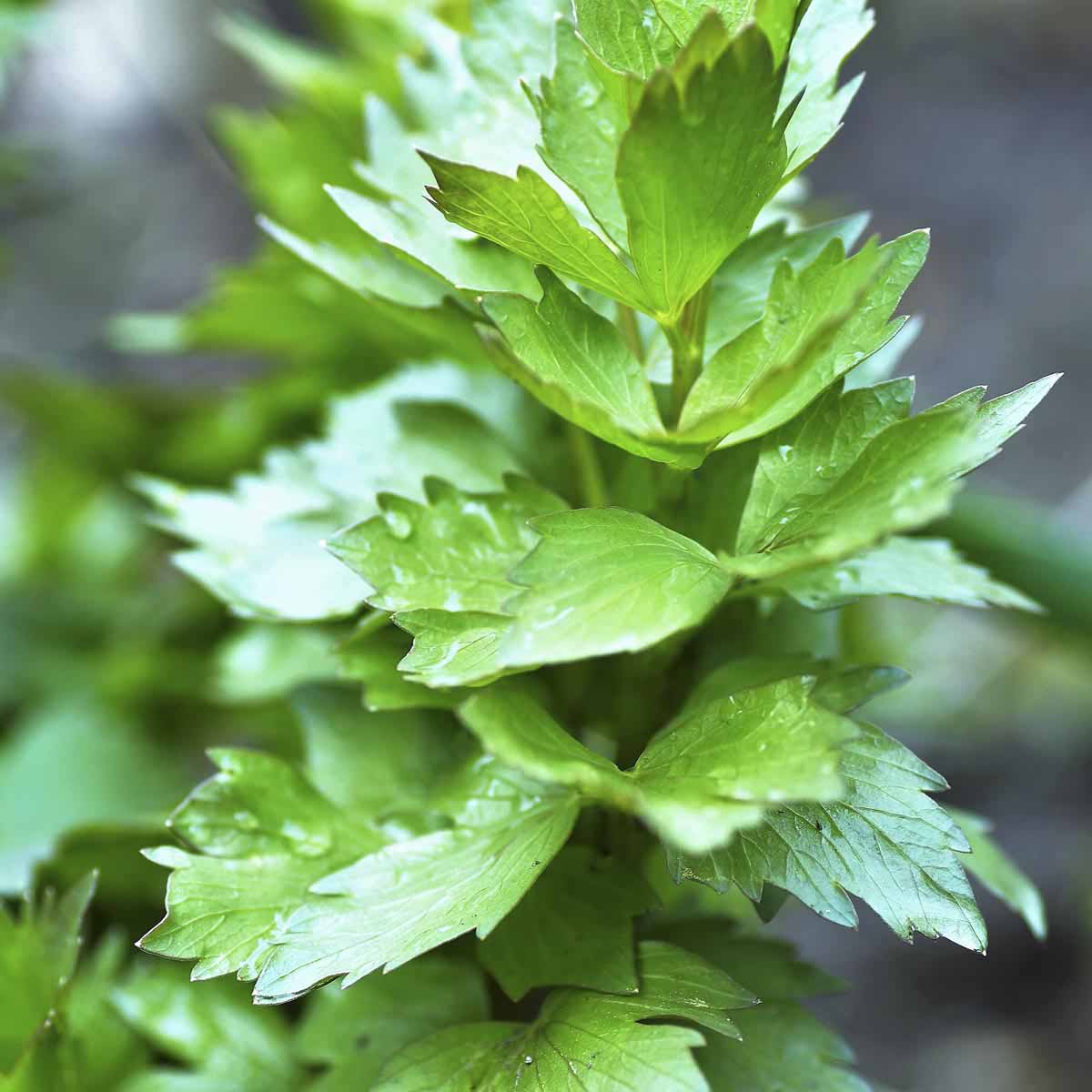 lovage leaves with zigzag edge