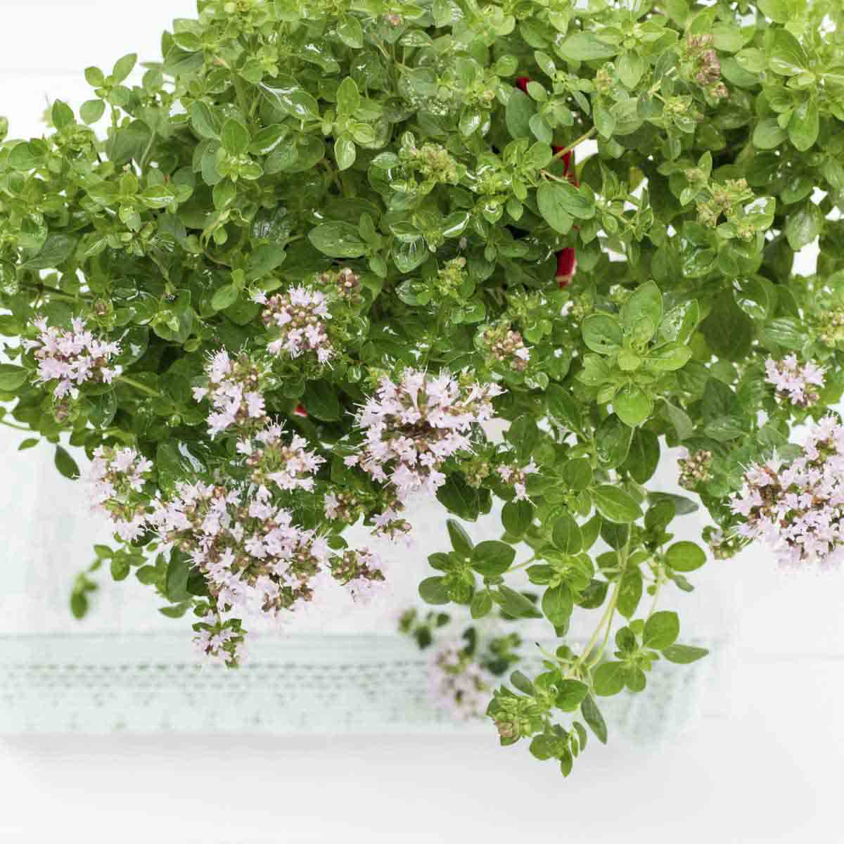 tiny pink flowers all over marjoram plant.