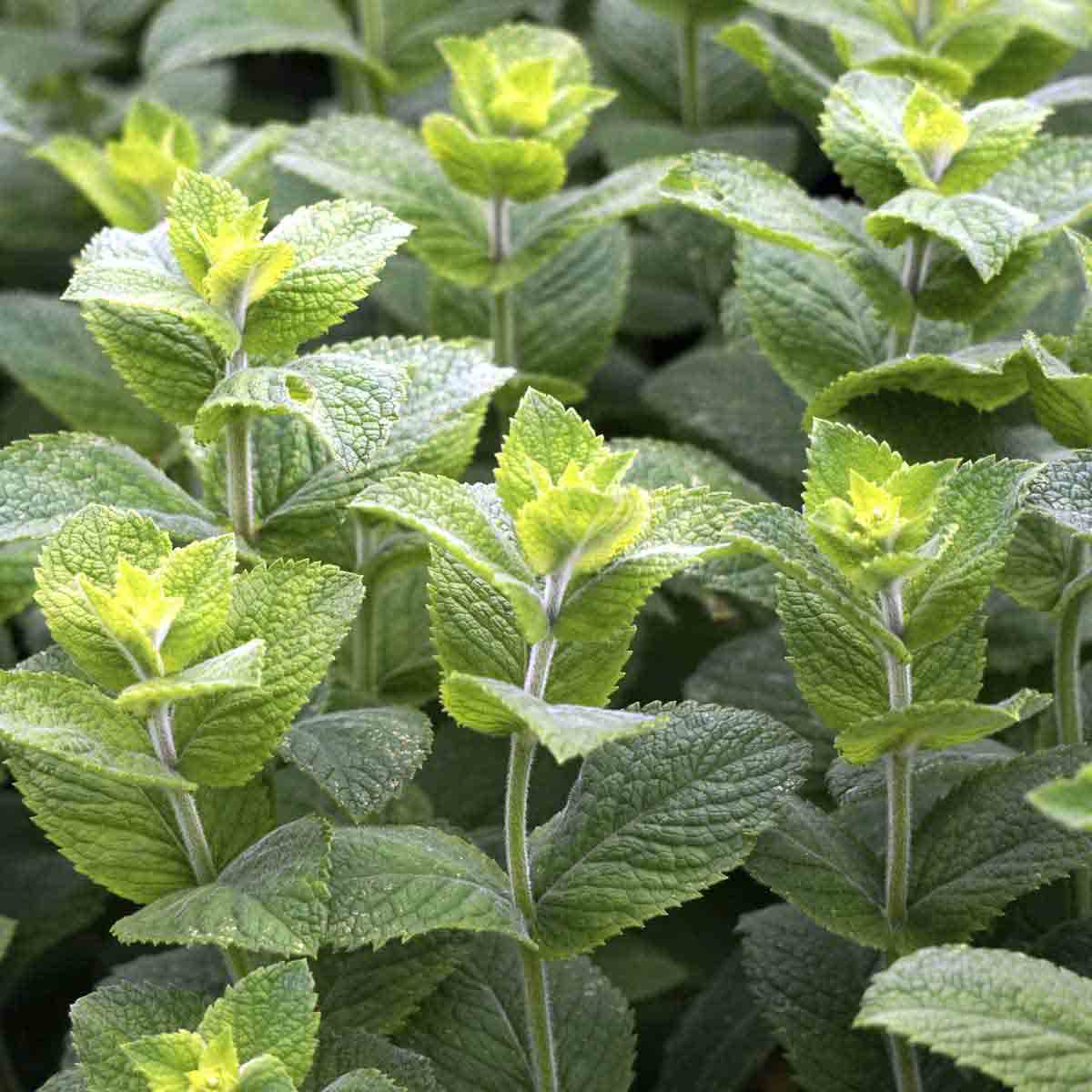 many mint plants growing together.