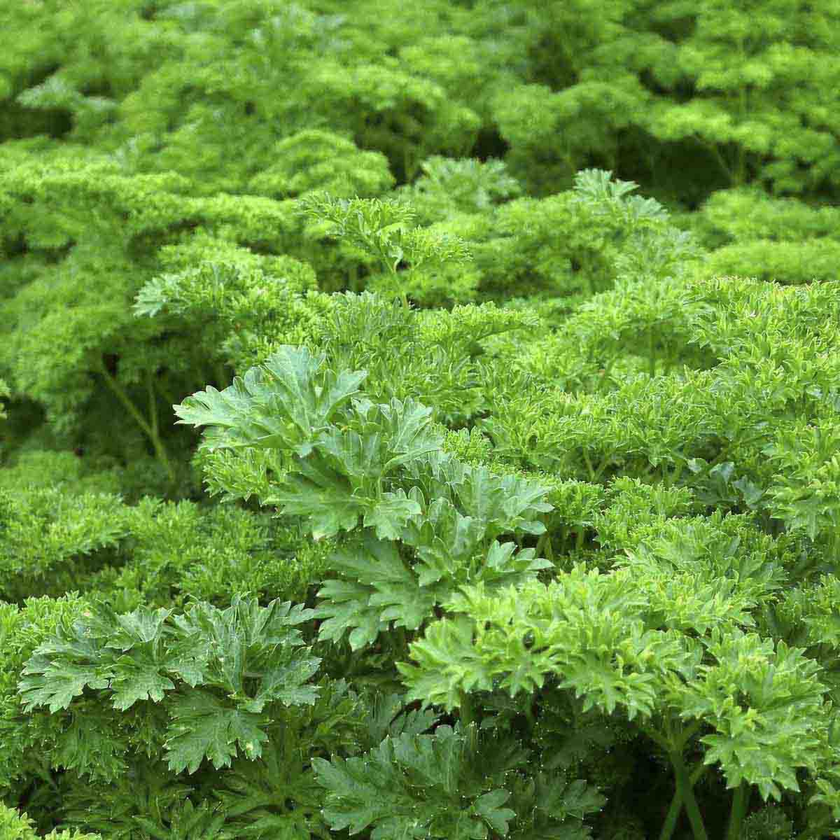 large bunch of fresh parsley