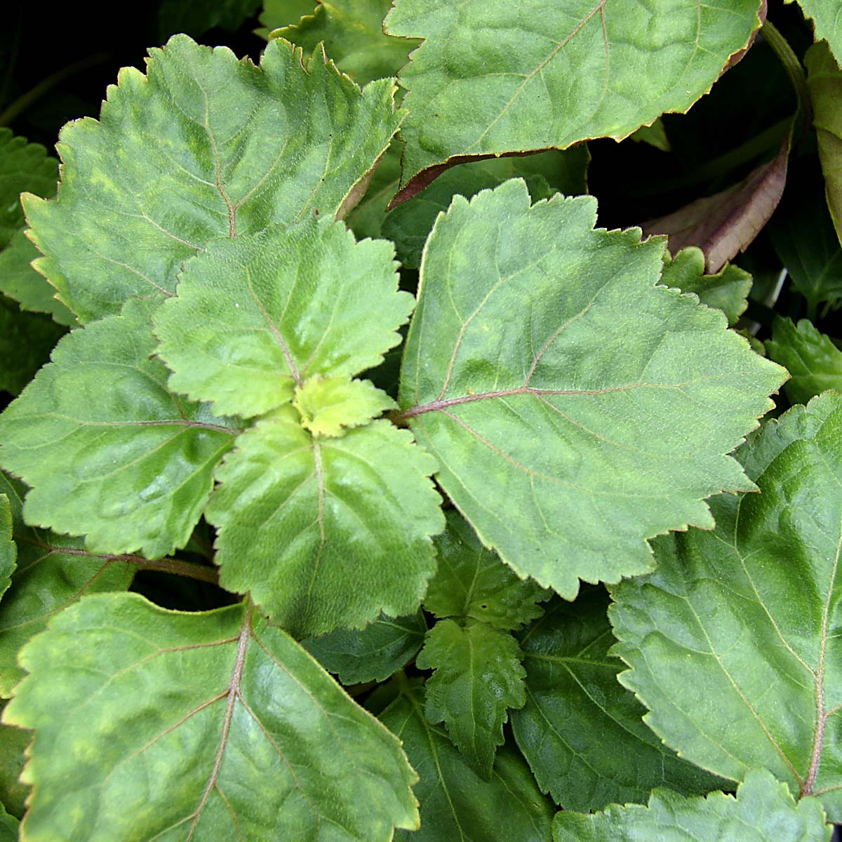 Deep green patchouli leaves