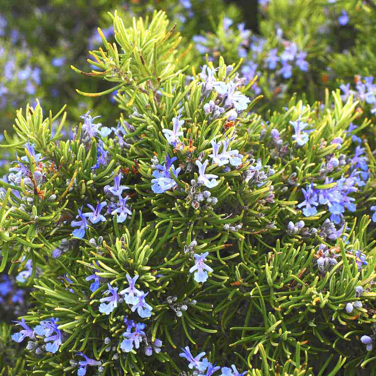 deep green, spikey rosemary plant covered in light blue blossoms.