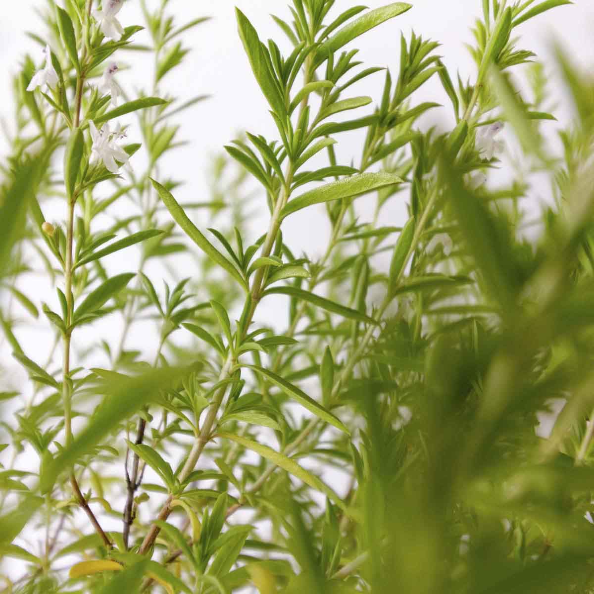 tall skinny savory plant with narrow leaves.