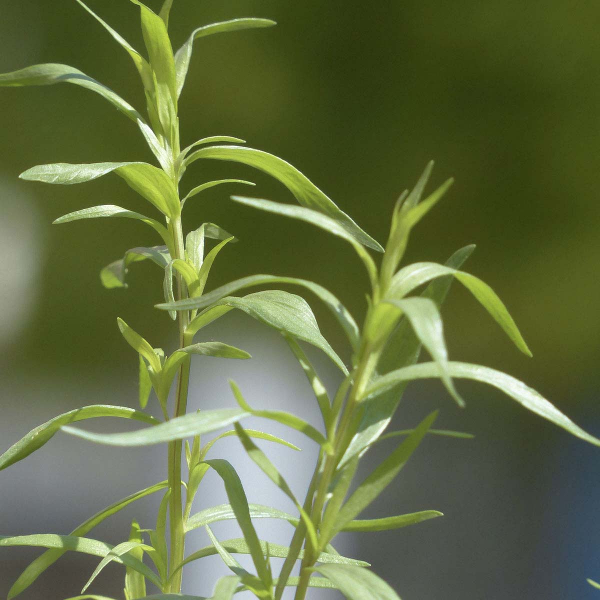 Tall, skiny stalks with long, skinny leaves. tarragon plant.