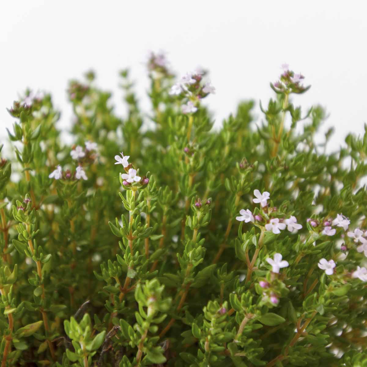 tiny thyme plant with light pink flowers.