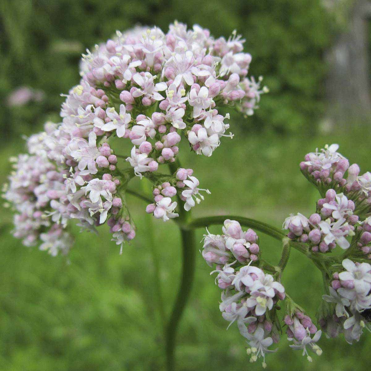 Pink bunch of blossoms on valerian plants.