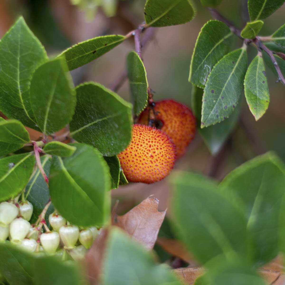 Ripe orange arbutus fruit with there fuzzy looking spikes hang from the tree.
