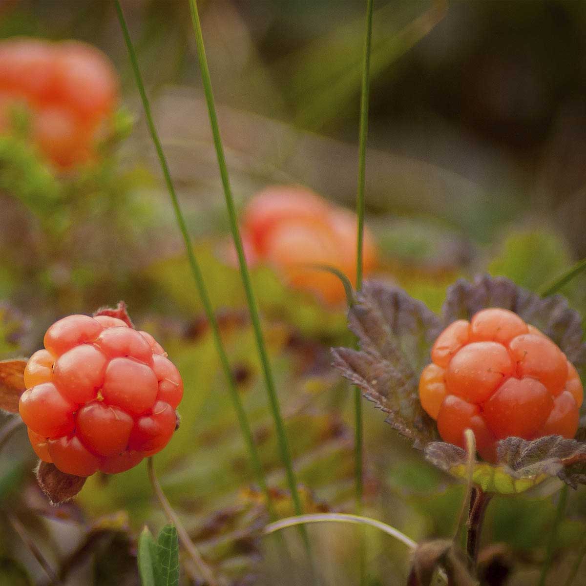 Two ripe orange cloudberries grow on small, low to the ground plants.