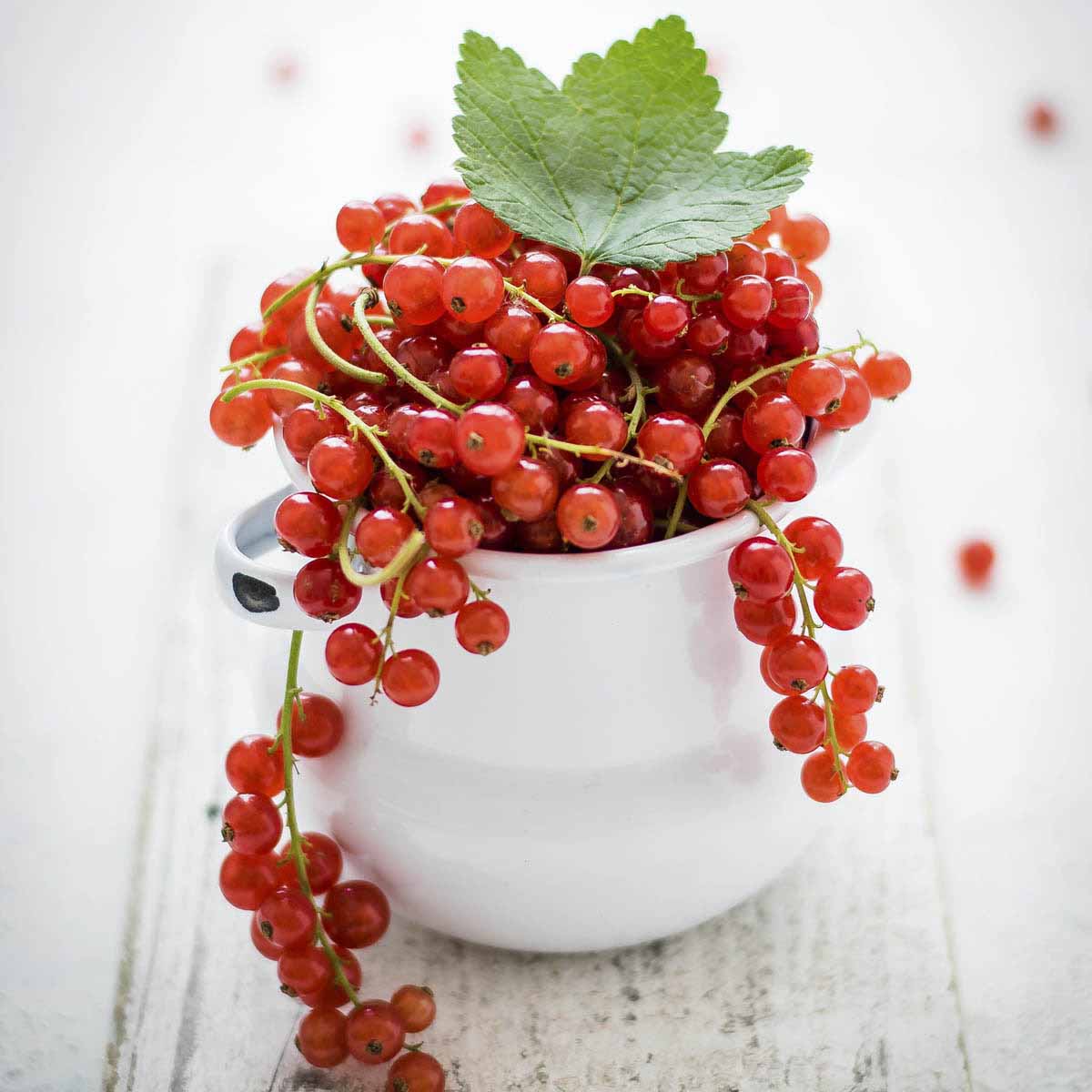 White cup bursting with ripe red currants.