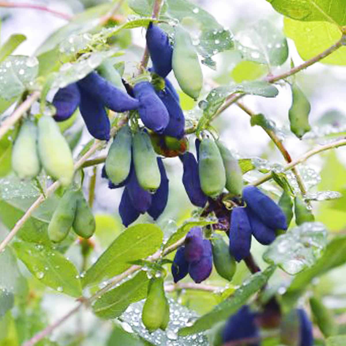 Long blue honeyberries hang from the bush ready to be picked.
