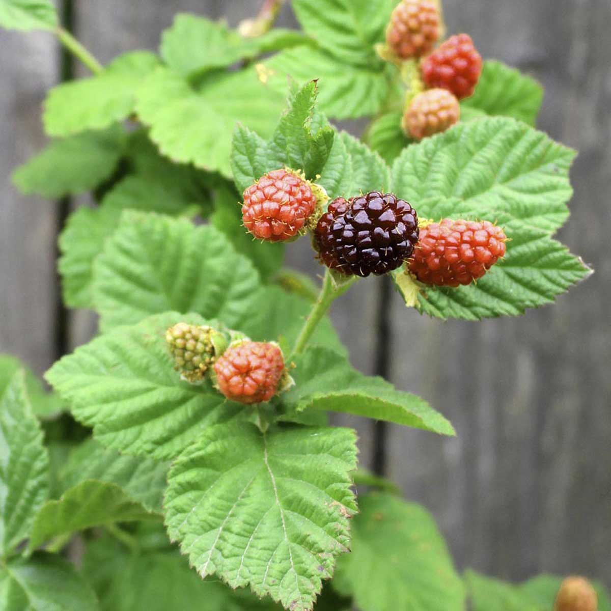 Ripe and not so ripe loganberries on canes of berry plant.