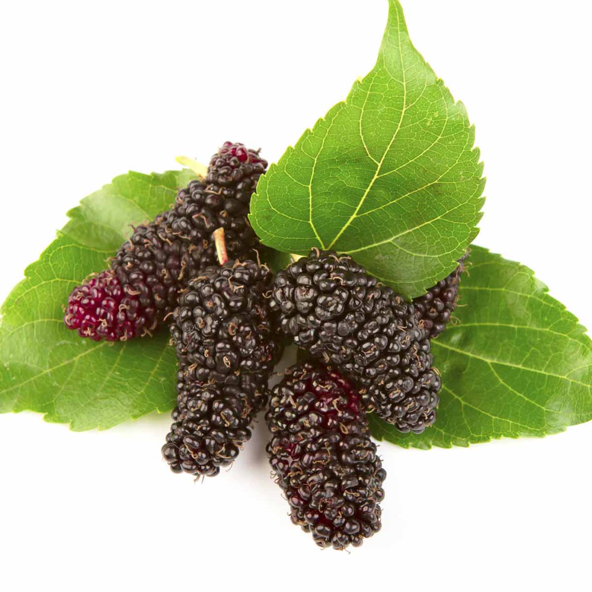 ripe mulberries arranged on mulberry tree leaves.