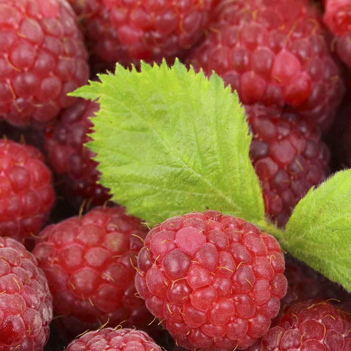 Fresh raspberries graced with raspberry leaf.