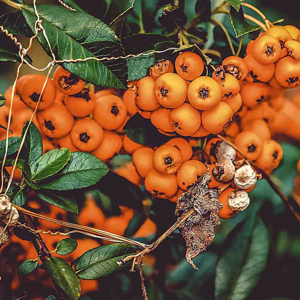 Clusters of bright orange rowanberries hang from mountain ash tree.