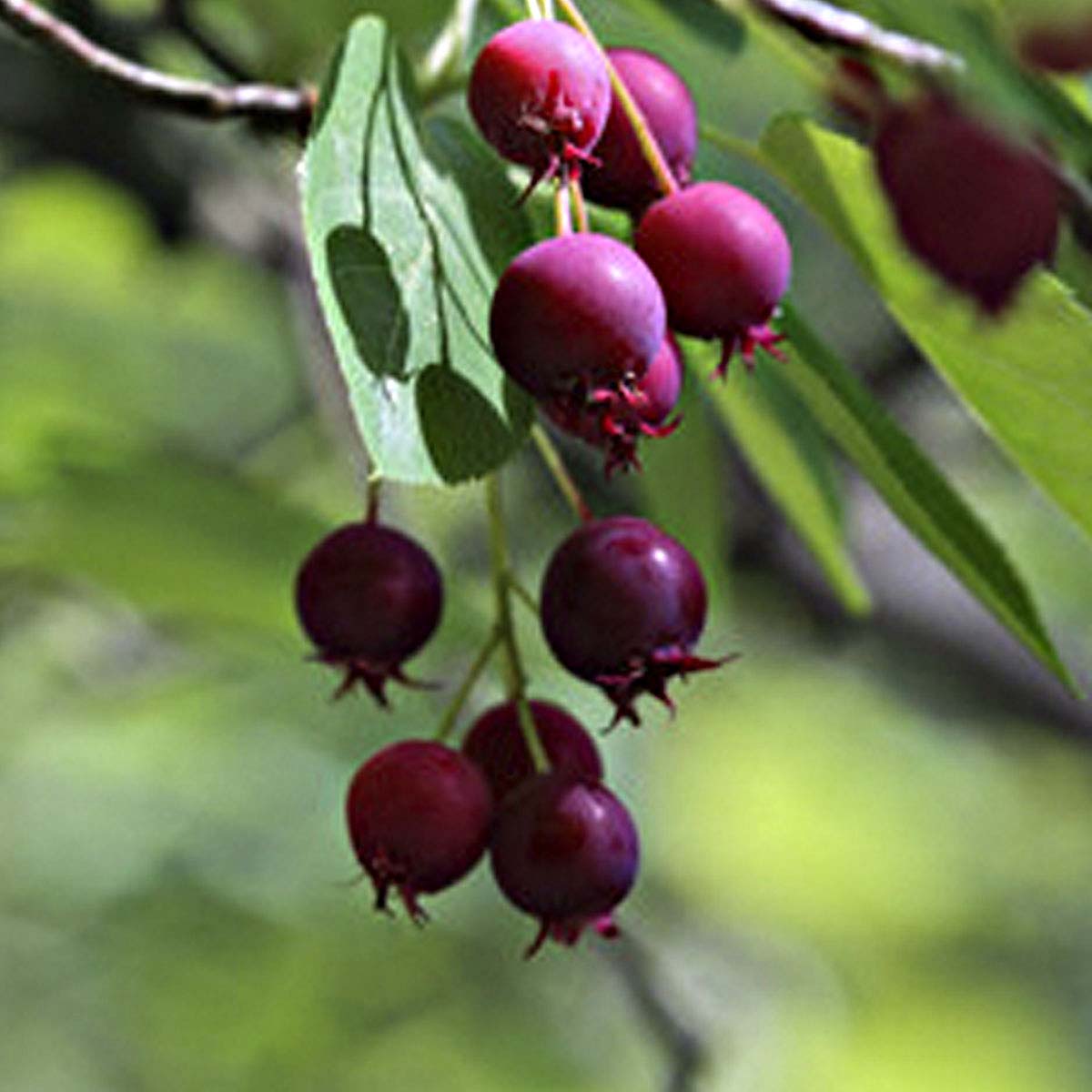 Cascade of serviceberries hanging from plant.