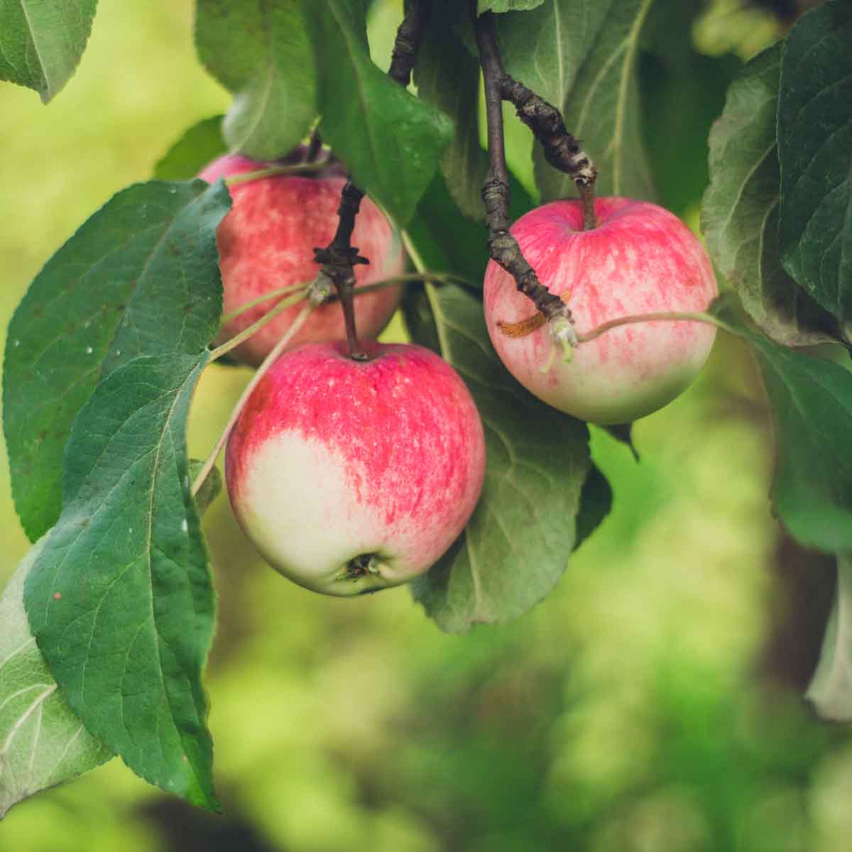 Ripening apples hanging from tree.
