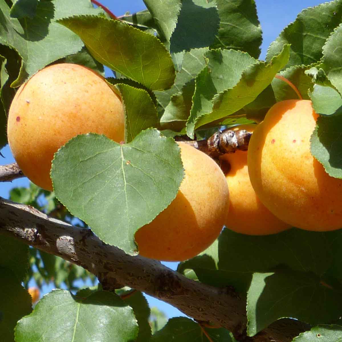 An apricot tree
