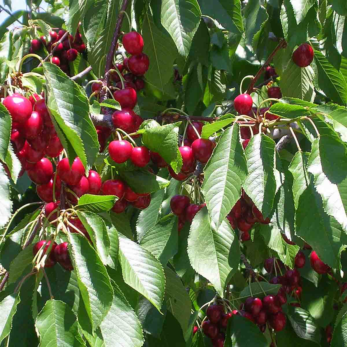 A cherry tree