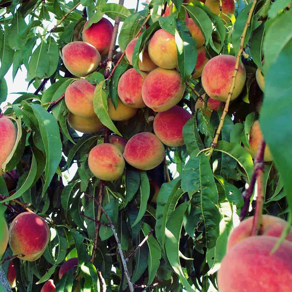 A peach tree
