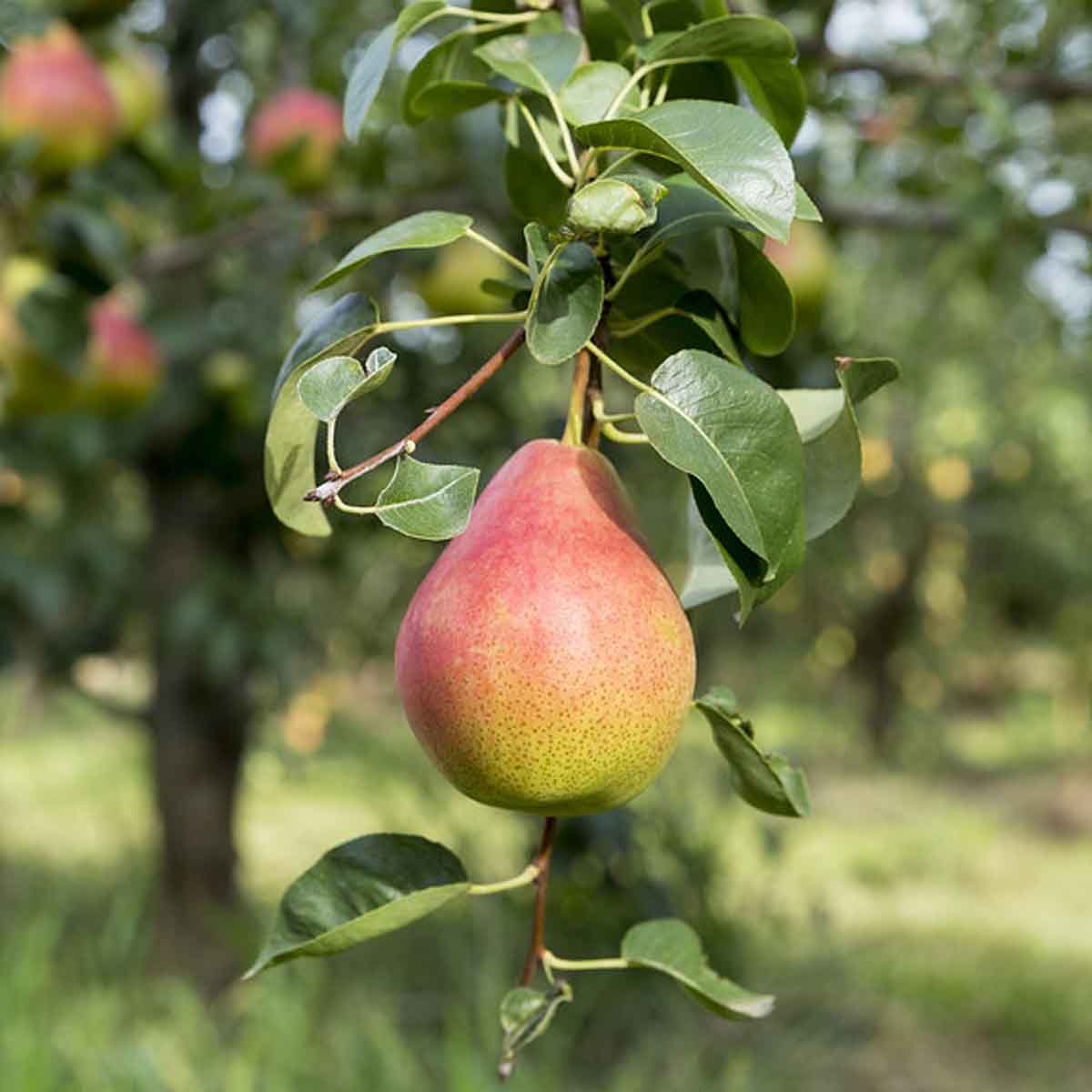 A pear tree