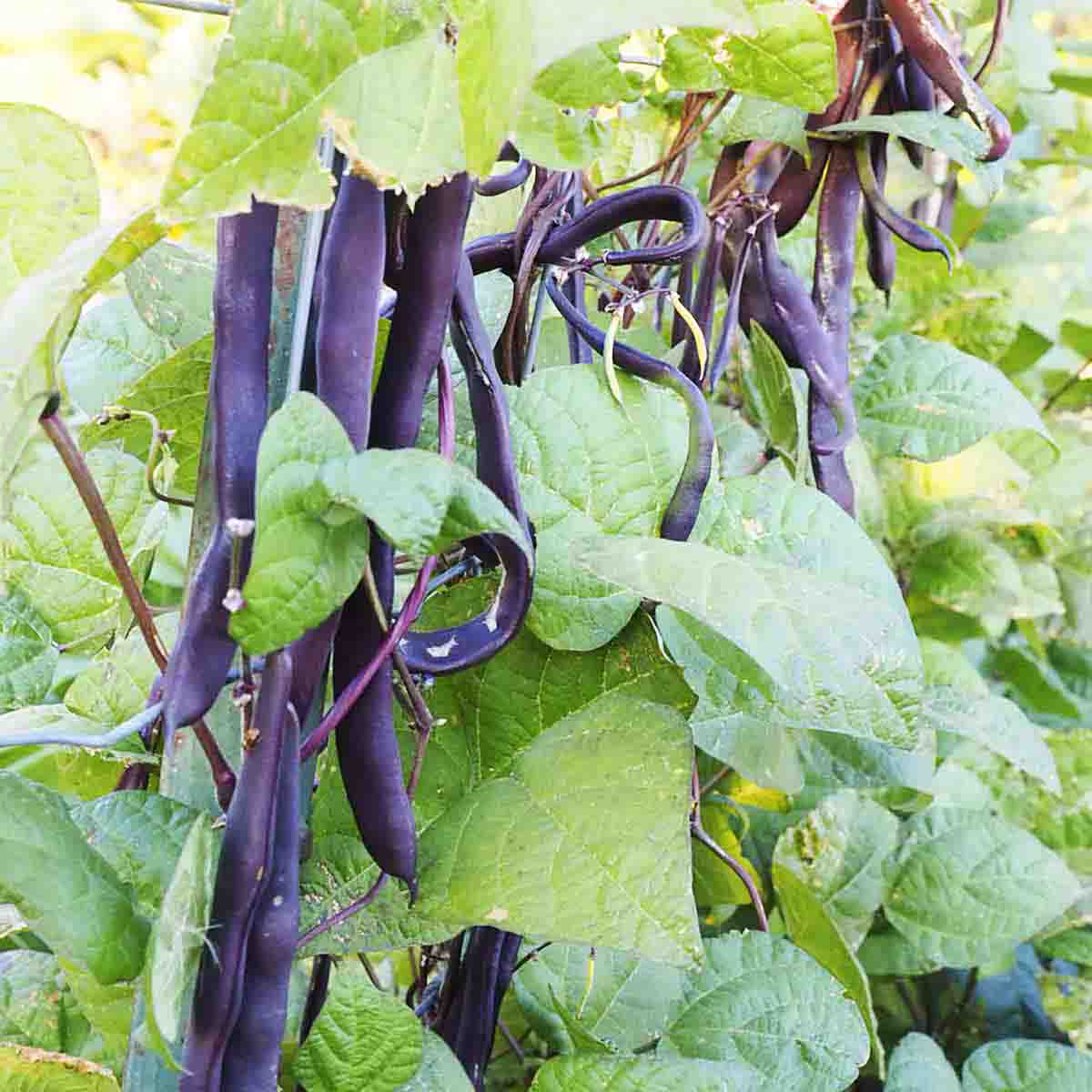 Purple string beans hanging off plant.