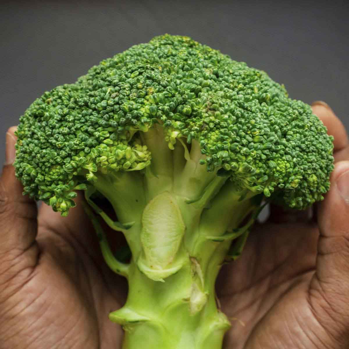 Large broccoli flouret cradled in hands.
