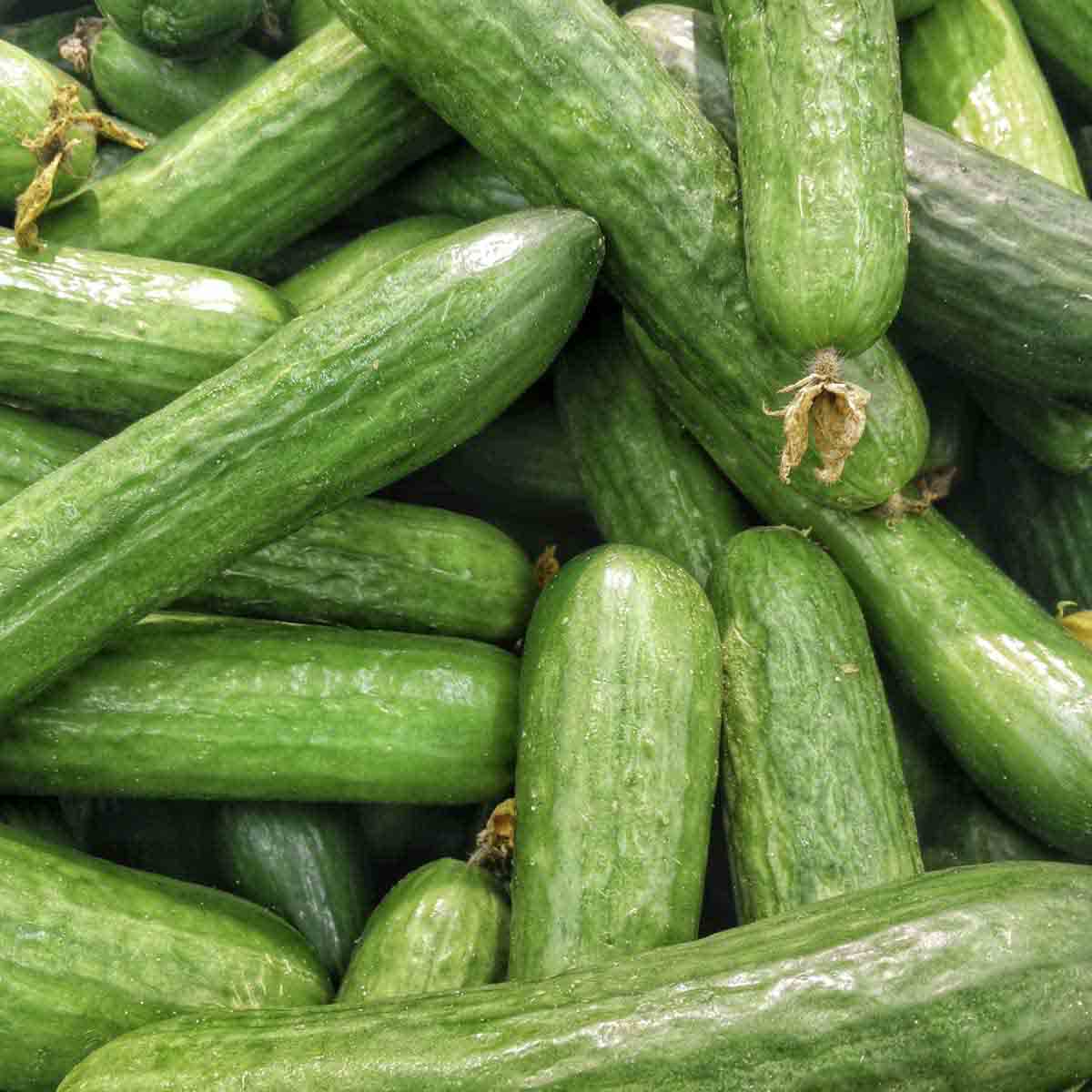Ripe cucumbers in a pile.