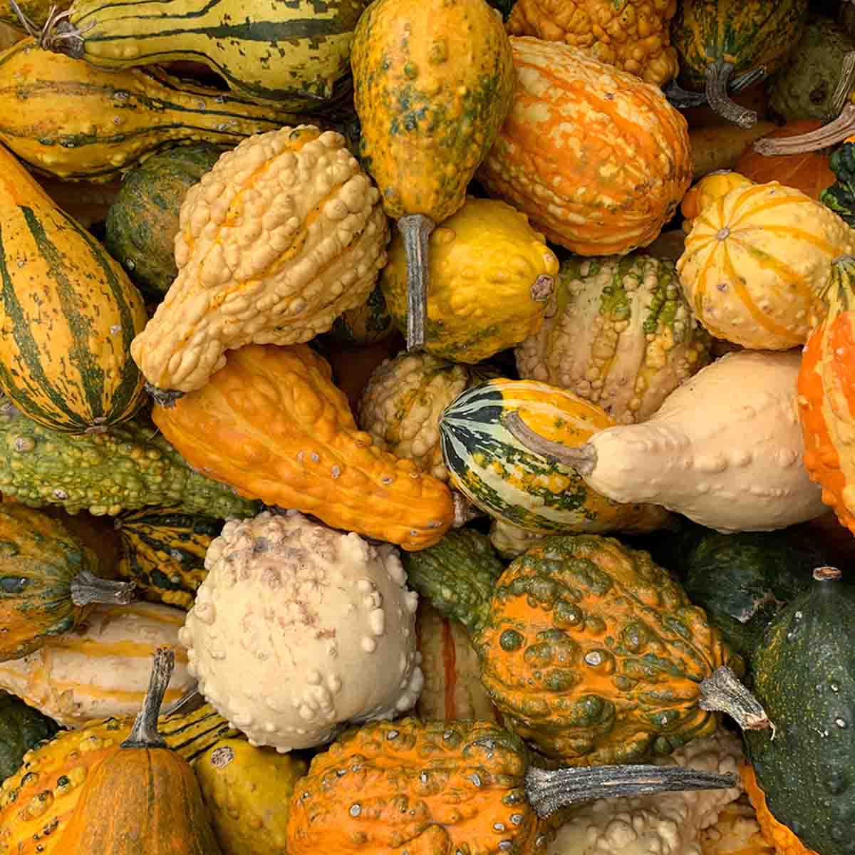 A crate full of gourds
