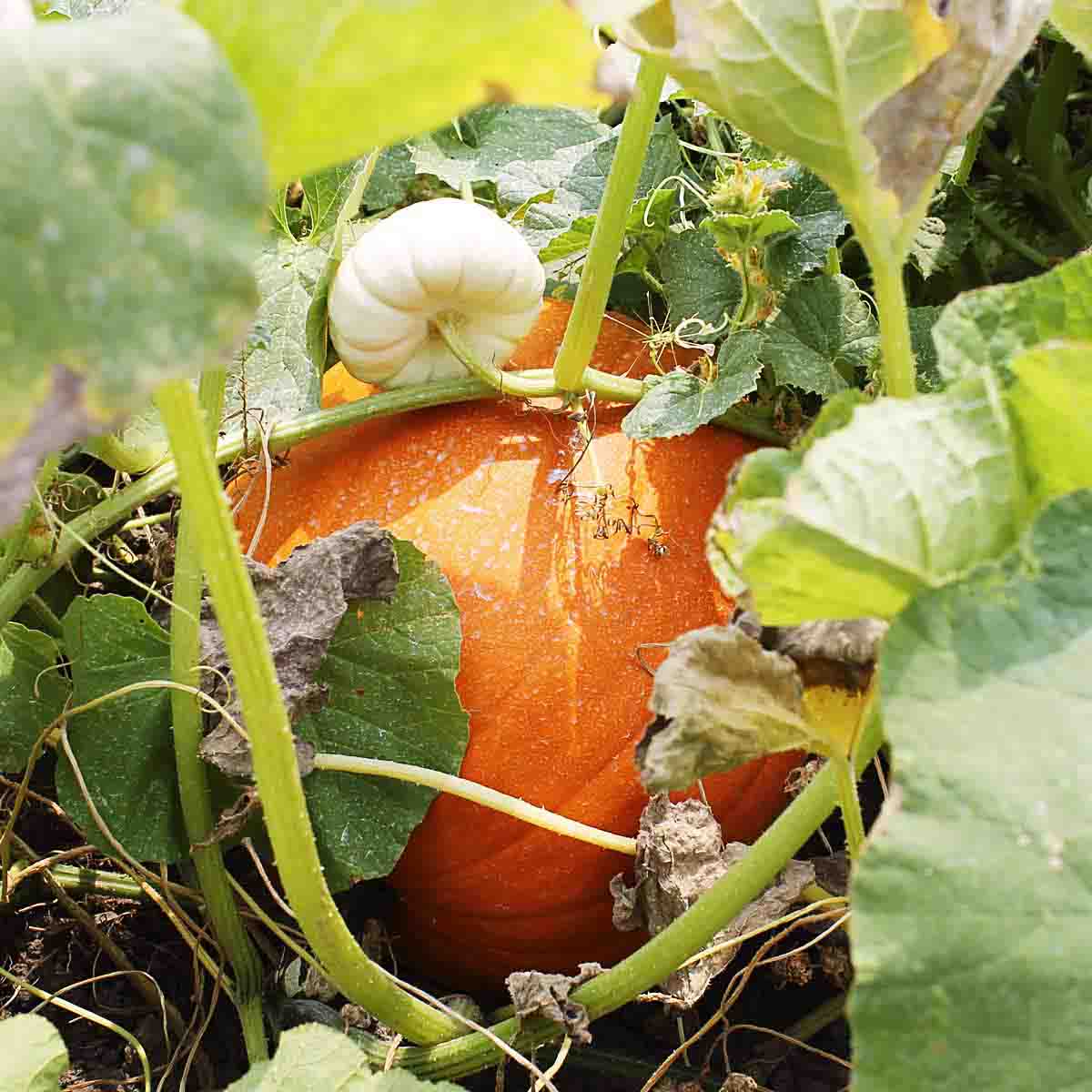 Small white pumpkin vines over the top of large orange pumpkin.