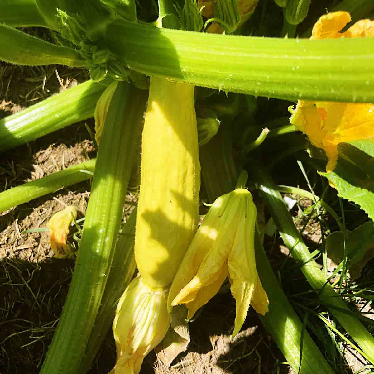 Small yellow summer squash grows on the vine.