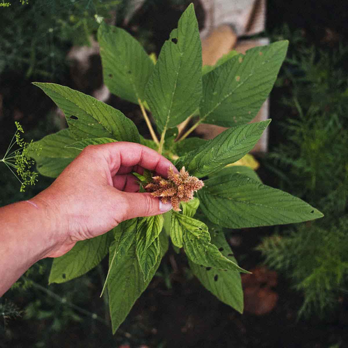 Gardener's hand holds seed pod on amaranth plant.