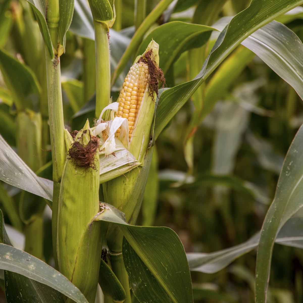 Ripe corn ear on plant in field.