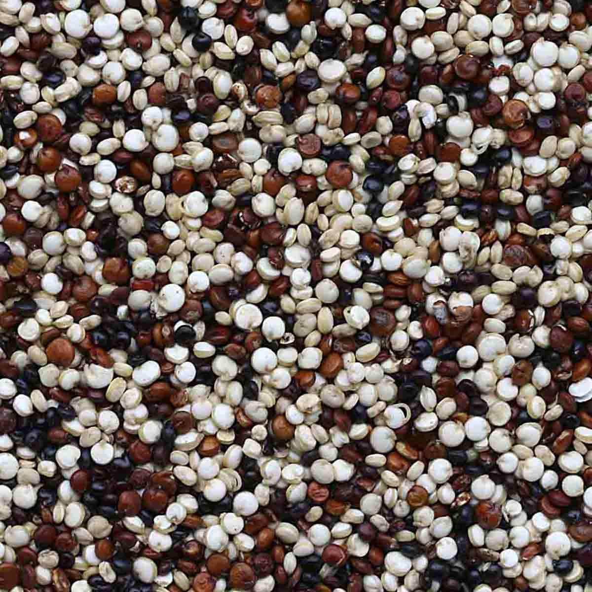Multi-colored quinoa seeds.