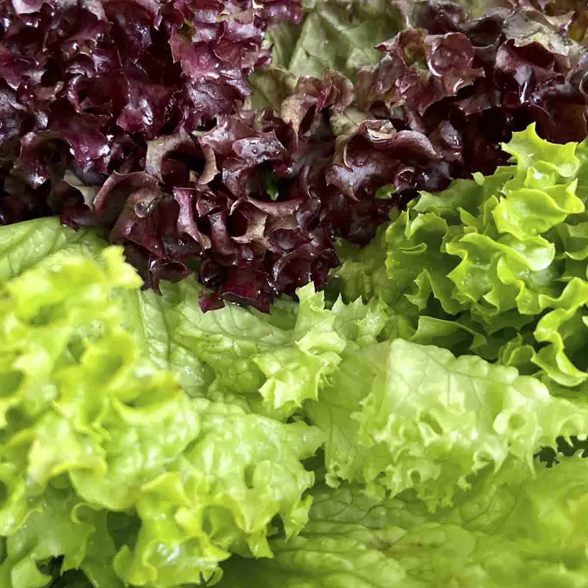 Several colors of lettuce in a bunch.