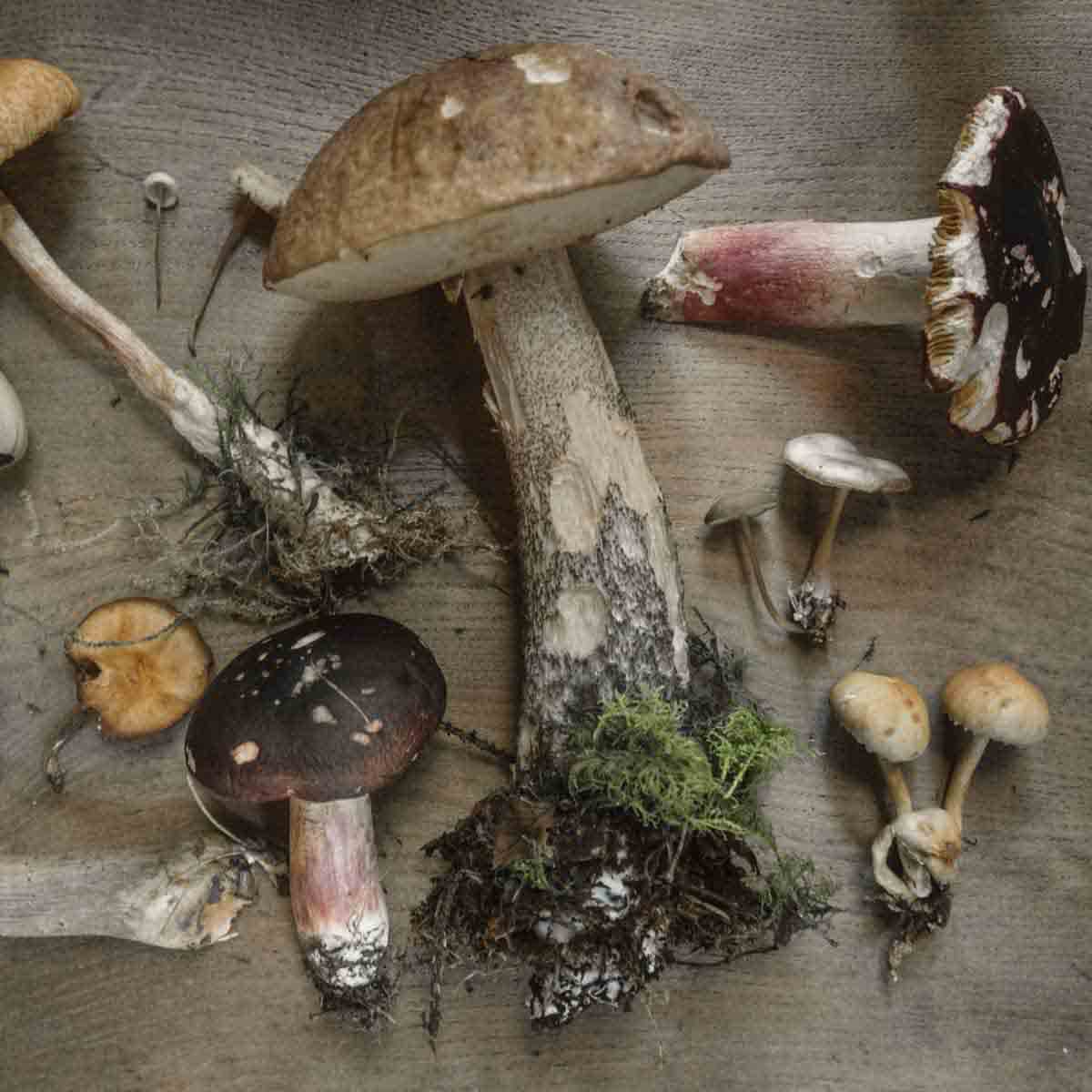 A variety of picked mushrooms laid out on table.