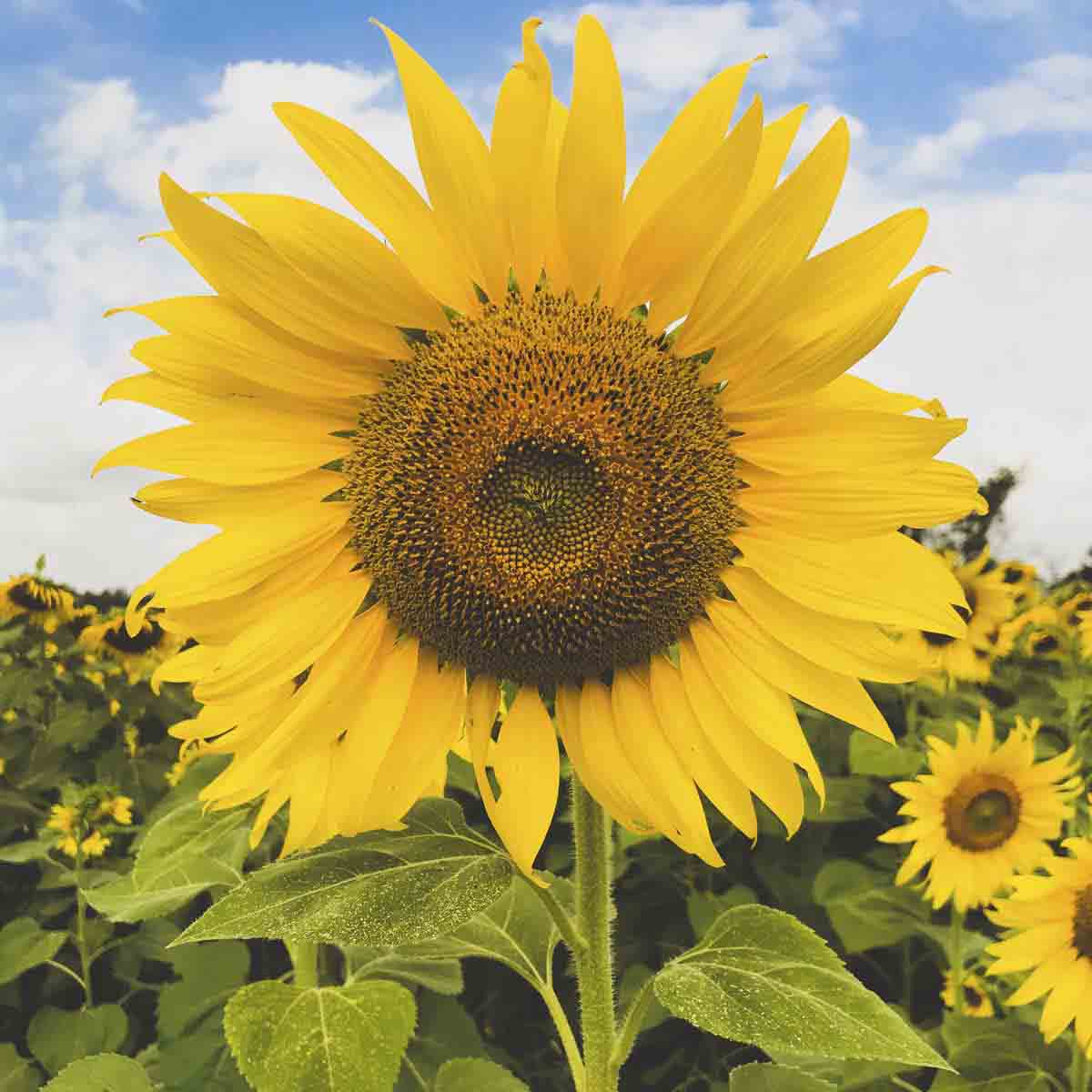 Large, bright sunflower faces the camera.