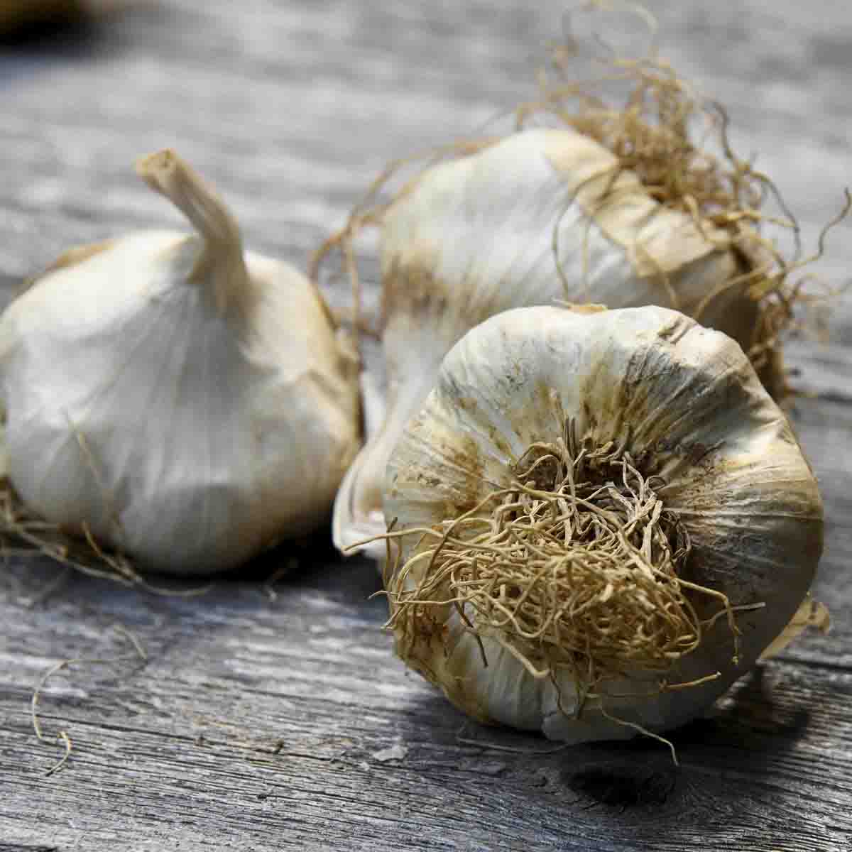 Garlic bulbs on counter.