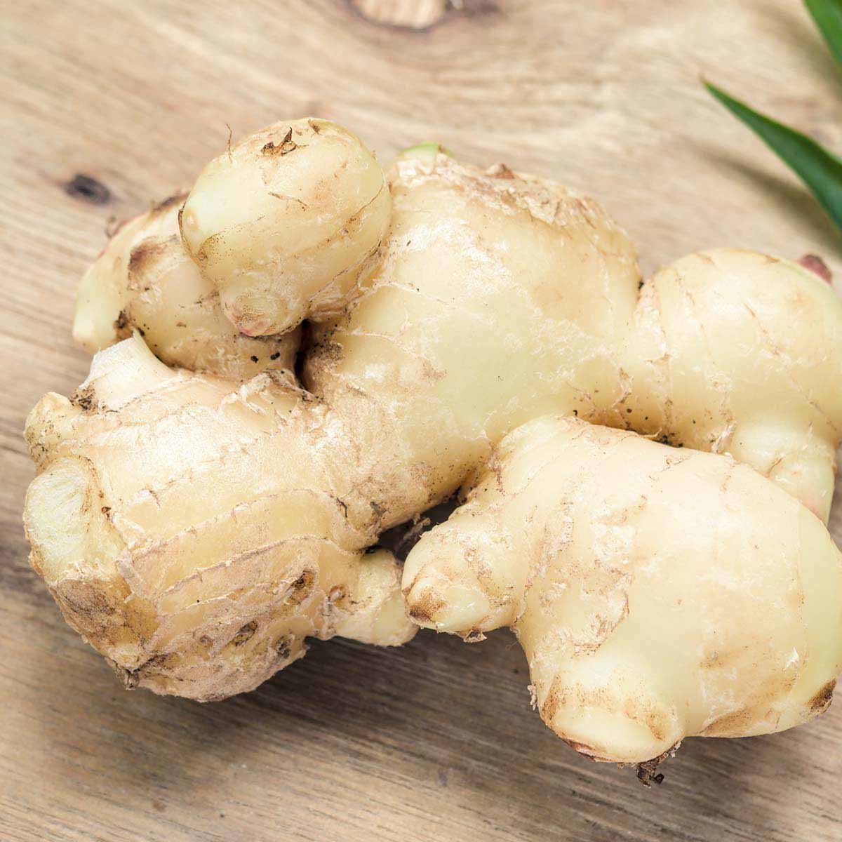 Large ginger root on table.
