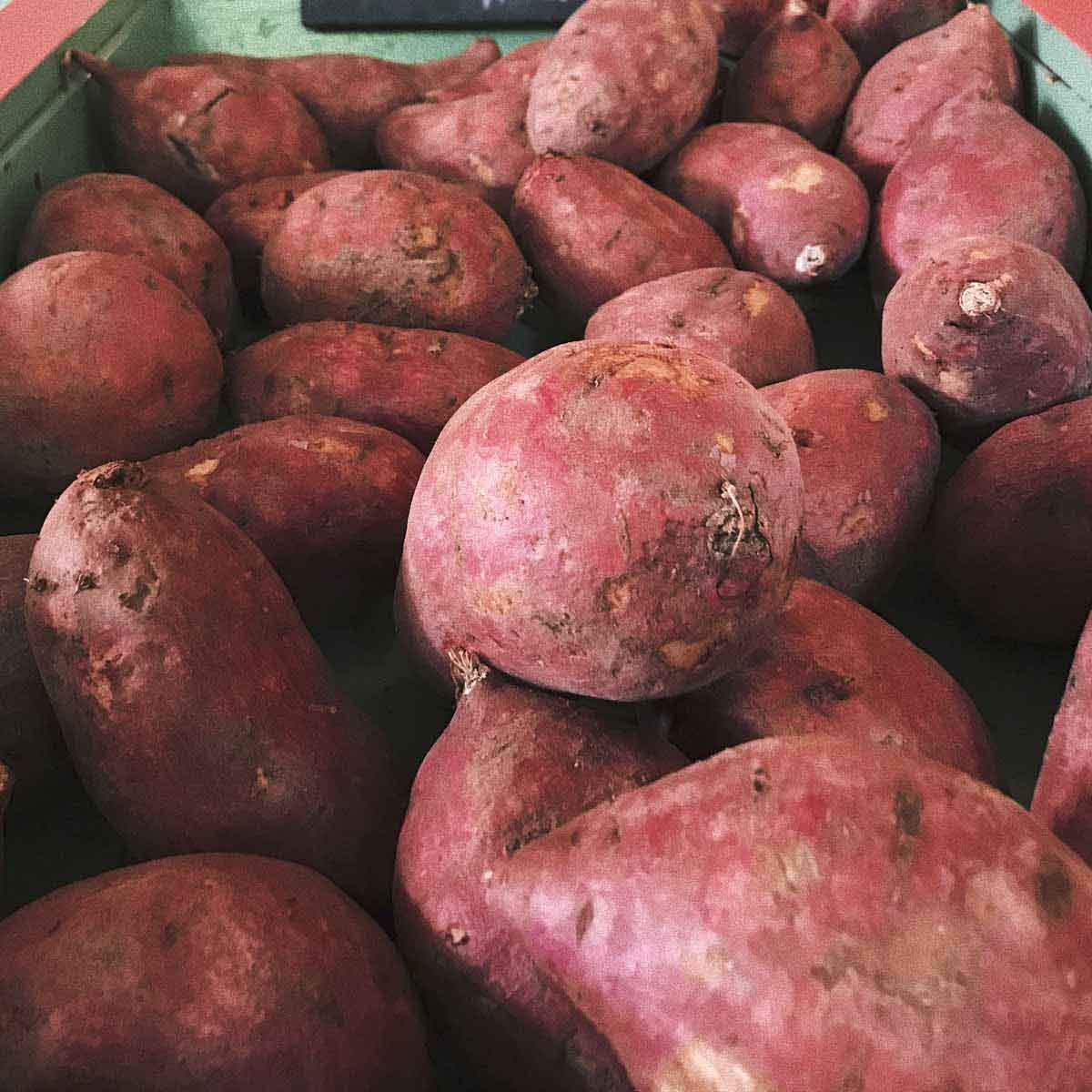 Red sweet potatoes fill a green crate.