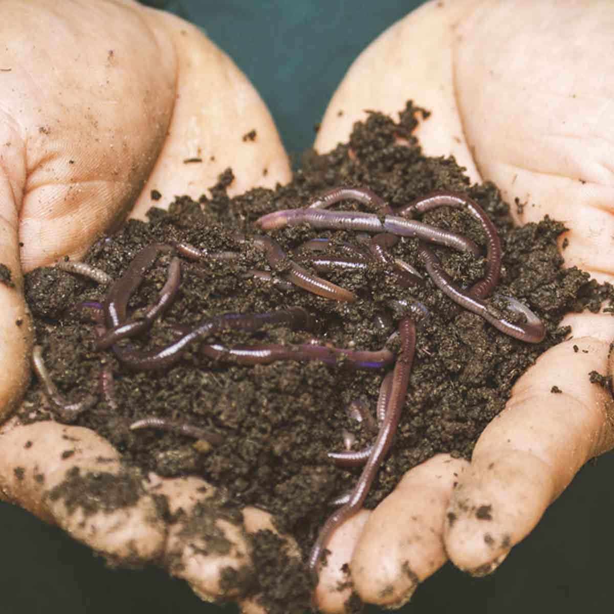 Gardeners hands hold soil and worms.