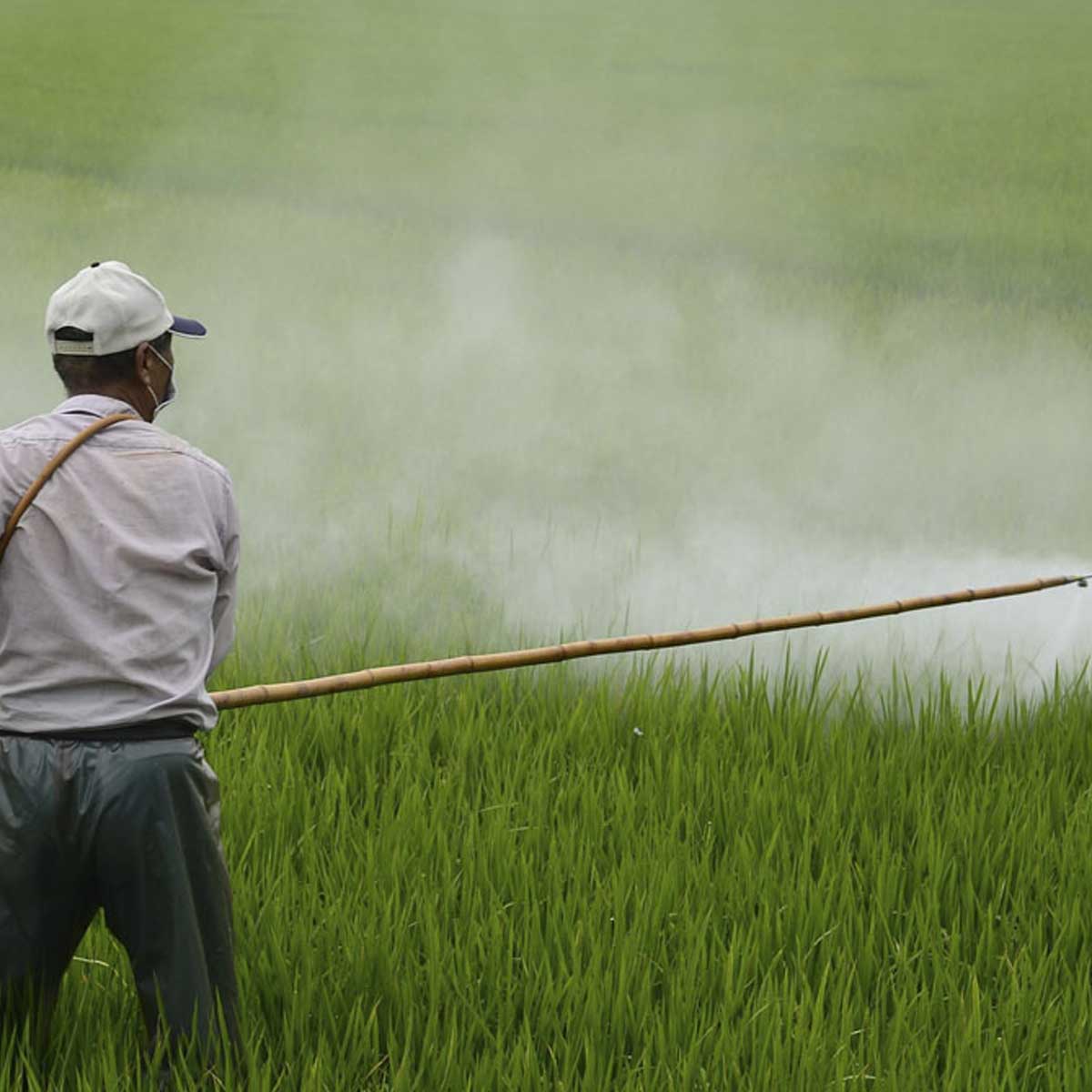 Man sprays chemicals in field.