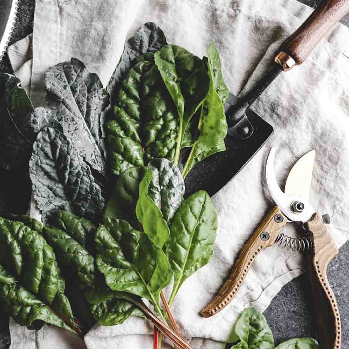 Array of garden tools with freshly cut spinach.