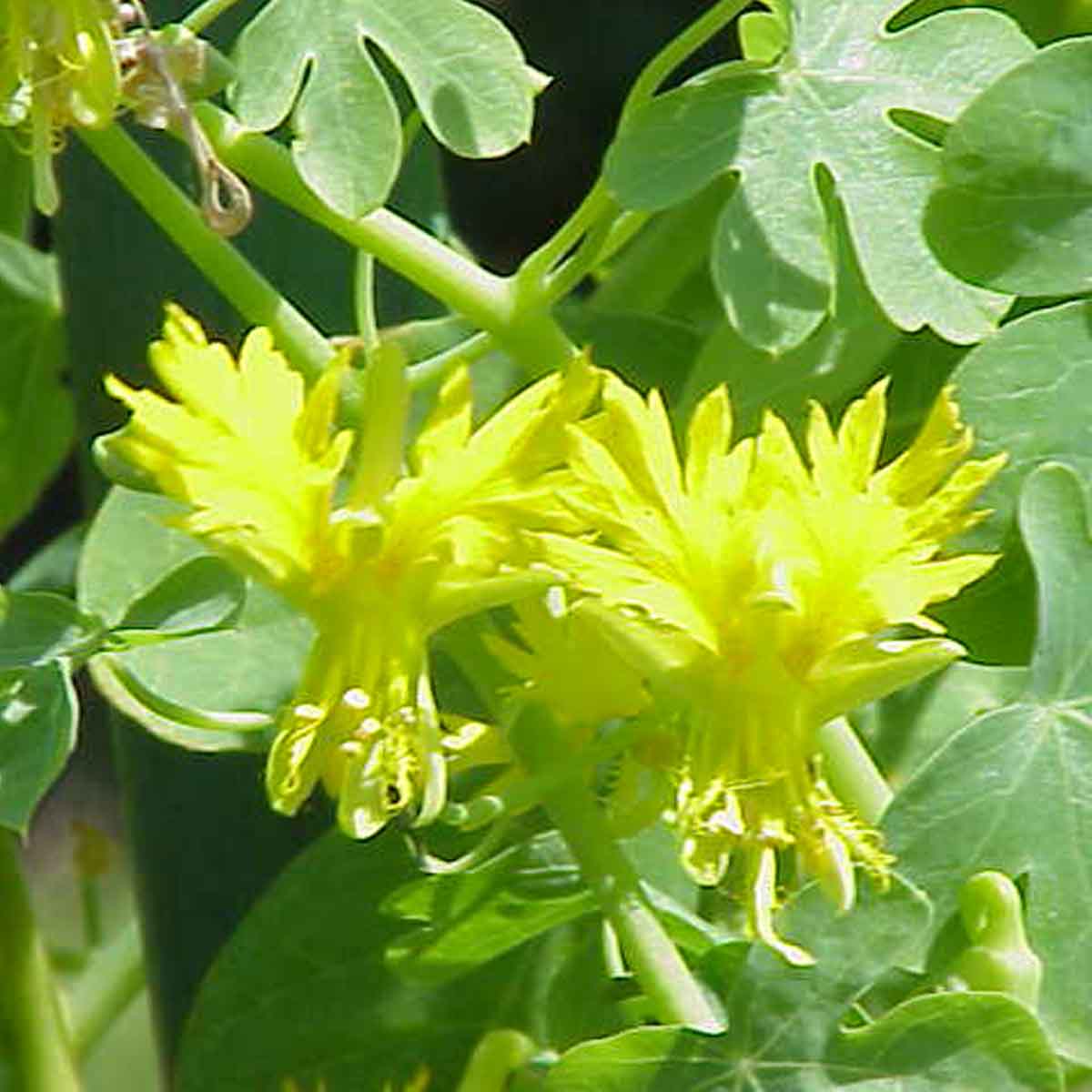 Yellow  flowers, the pedal thin and looks like a bird in flight.