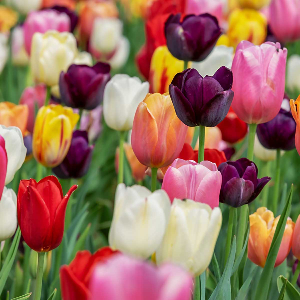 A multi-colored field of tulips.