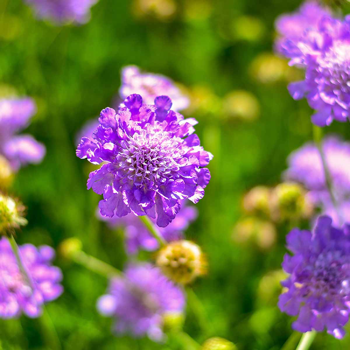 Purple petals with a lighter purple center.