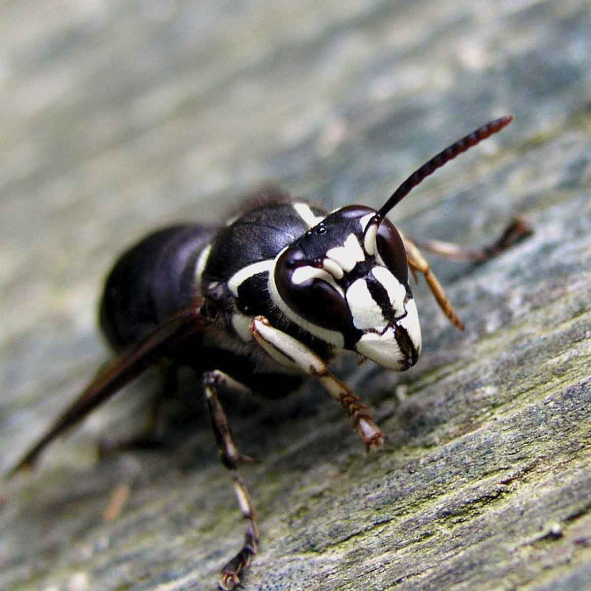 A black and white bald faced hornet