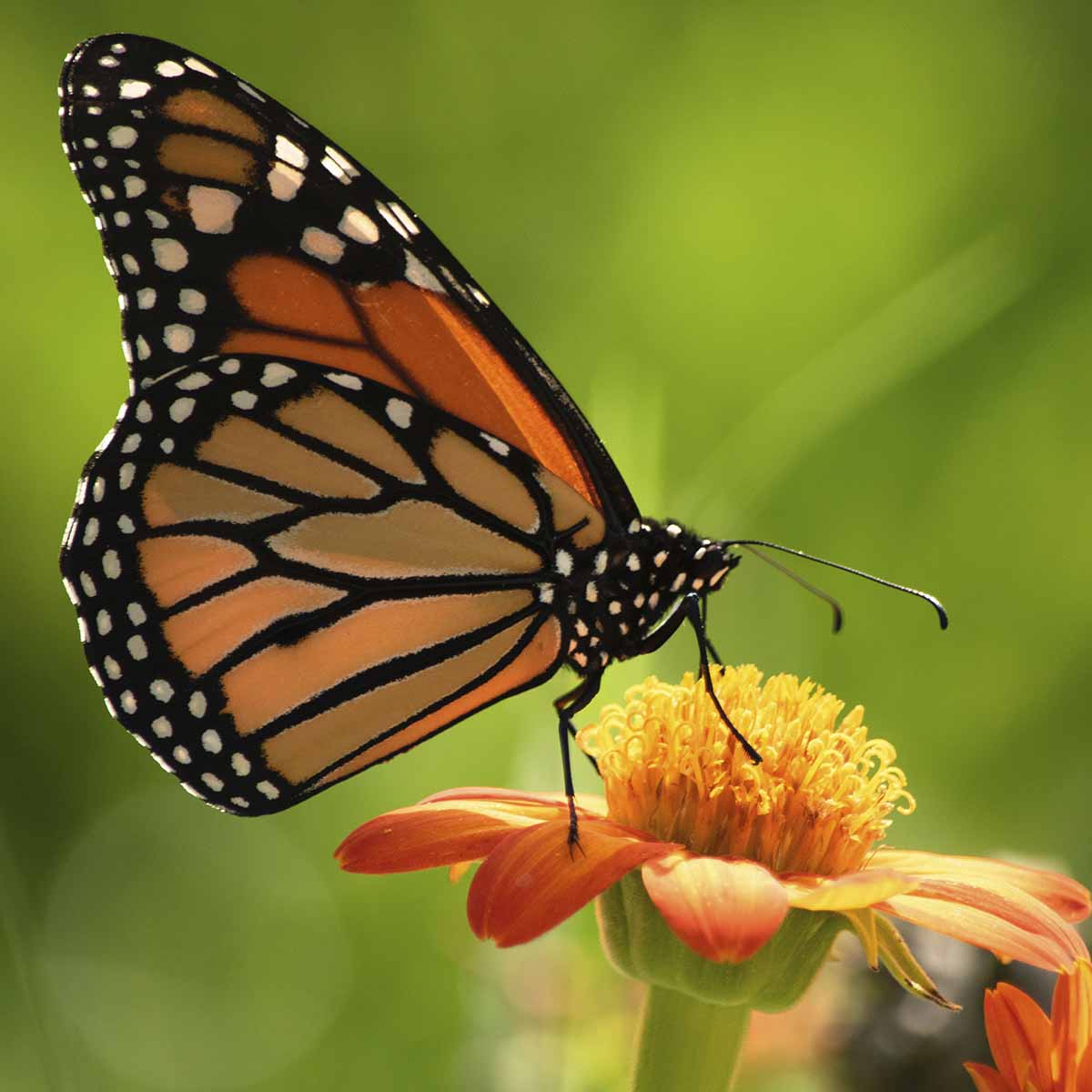 A orange, black, with white spots butterfly on flower