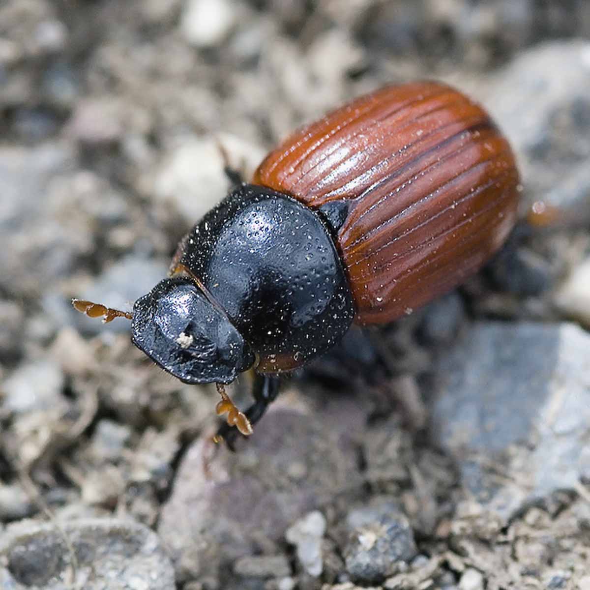 A dung beetle on gravel