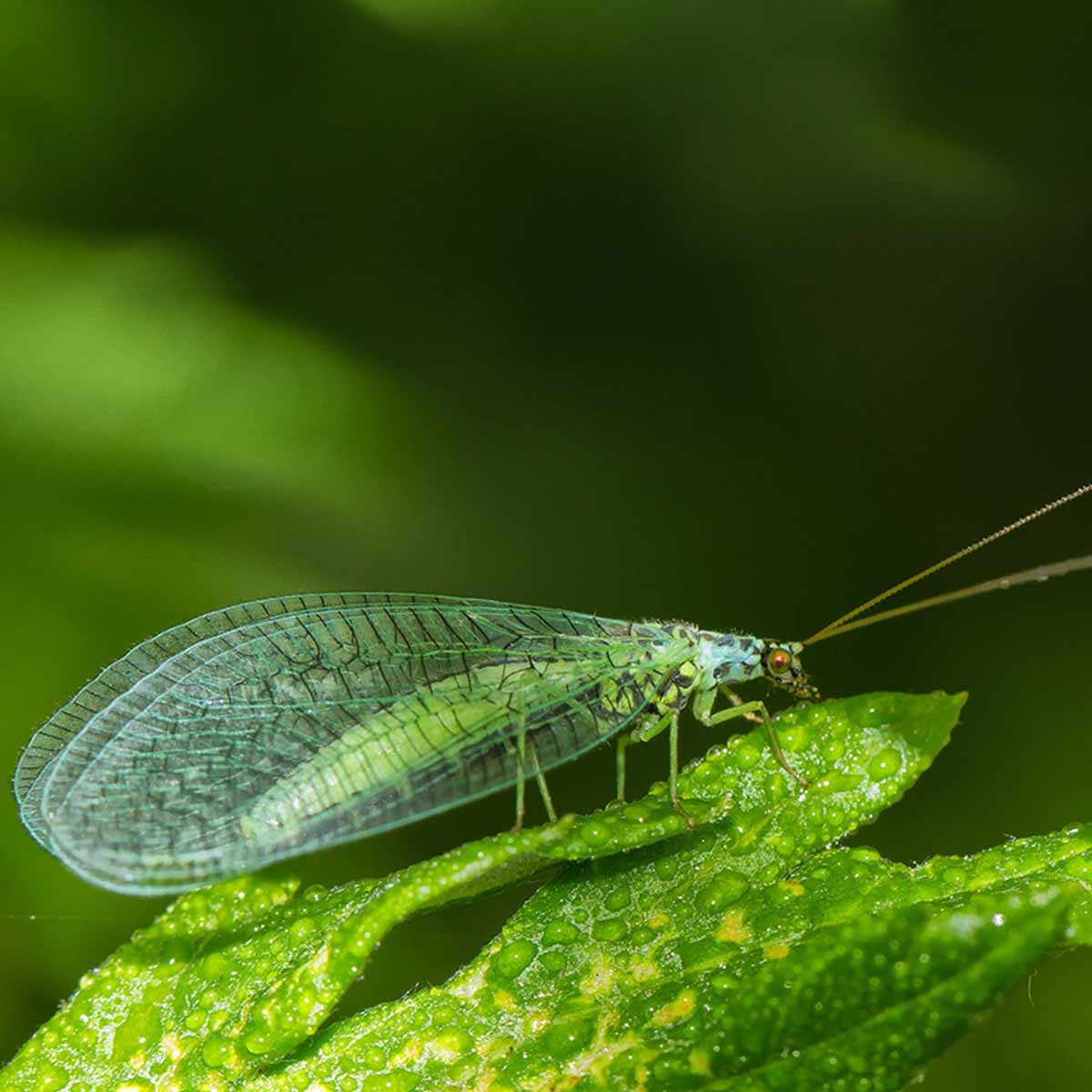 A green lacewing on leaf