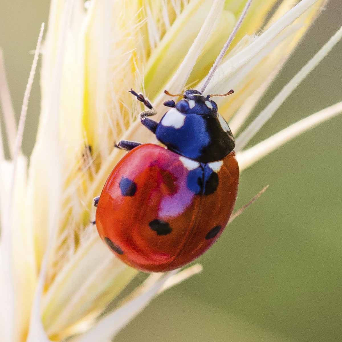 A ladybug on plant stock